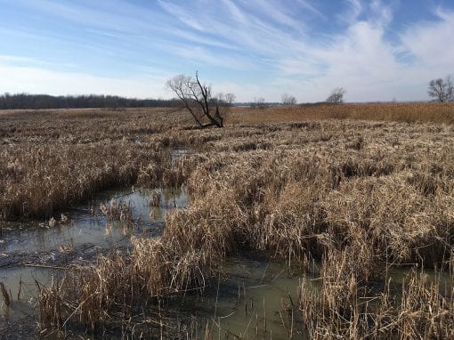 Maumee Bay State Park Wetland Reconnection