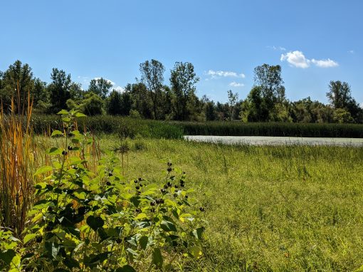 Springville Marsh Wetland Extension
