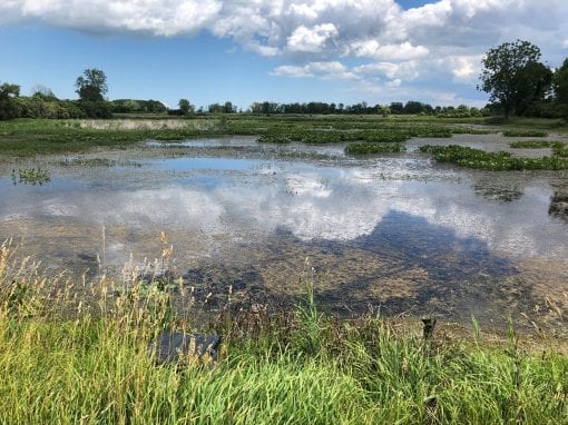 Bohling Marsh Wetland Reconnection