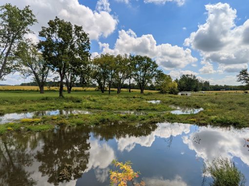 Brooks Park Wetland Creation & Water Quality Initiative
