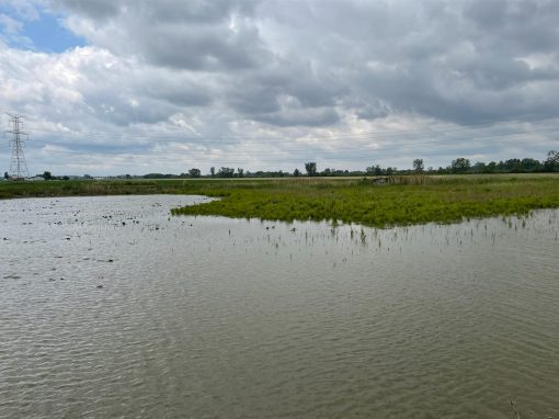 Buehler Farms Treatment Wetland