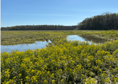 Andover Meadows Wetland Restoration